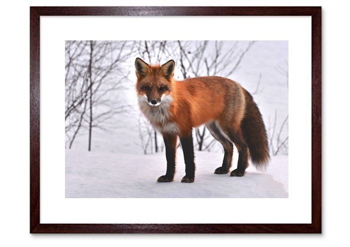 Snow Fox Fox Nature Animals Roux Fauna Wild Animal